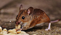 24 Hour & Emergency Exterminators in Elmwood Park, NJ